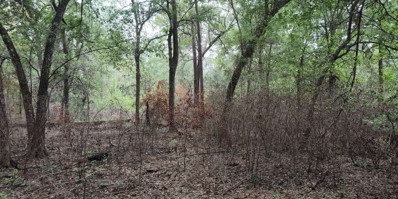 The featured photo for Inner Loop Woodland Restoration