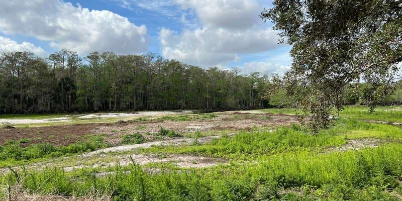 The featured photo for Fisheating Creek WMA